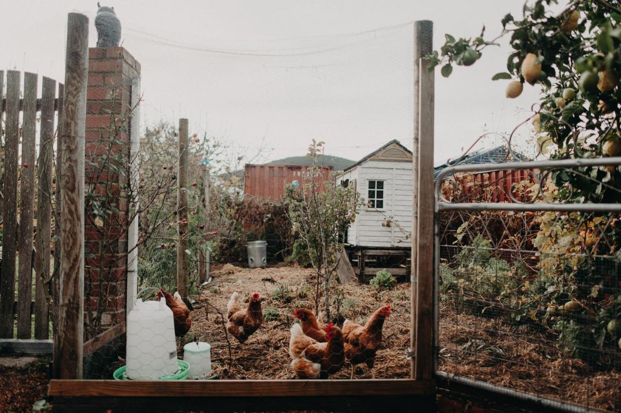 The Allotment Albany - Centrally Located Cottage In Old แอลบานี ภายนอก รูปภาพ